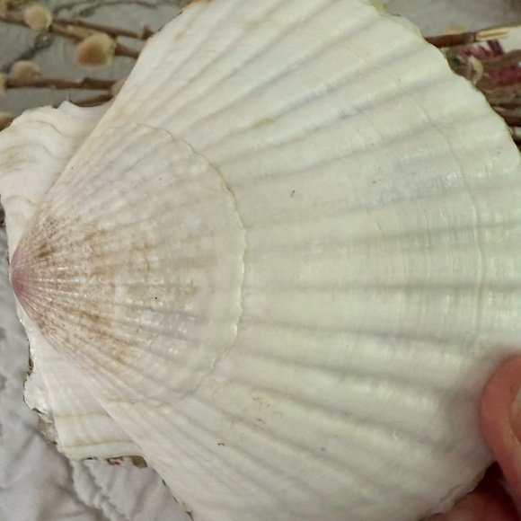 Shell Trinket Dish Clam Shell Trinket Dish Jewelry Dish with Stand - Picture 4 of 4